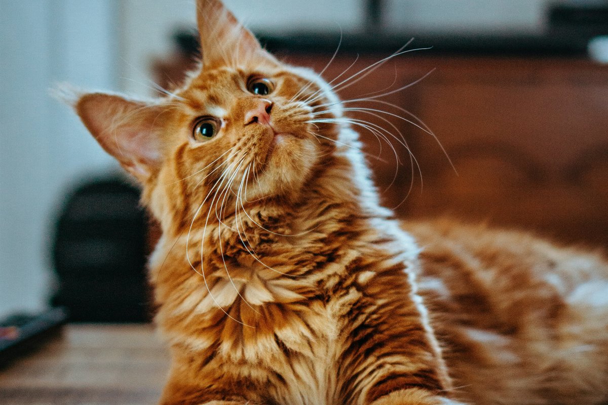 Golden kitten
