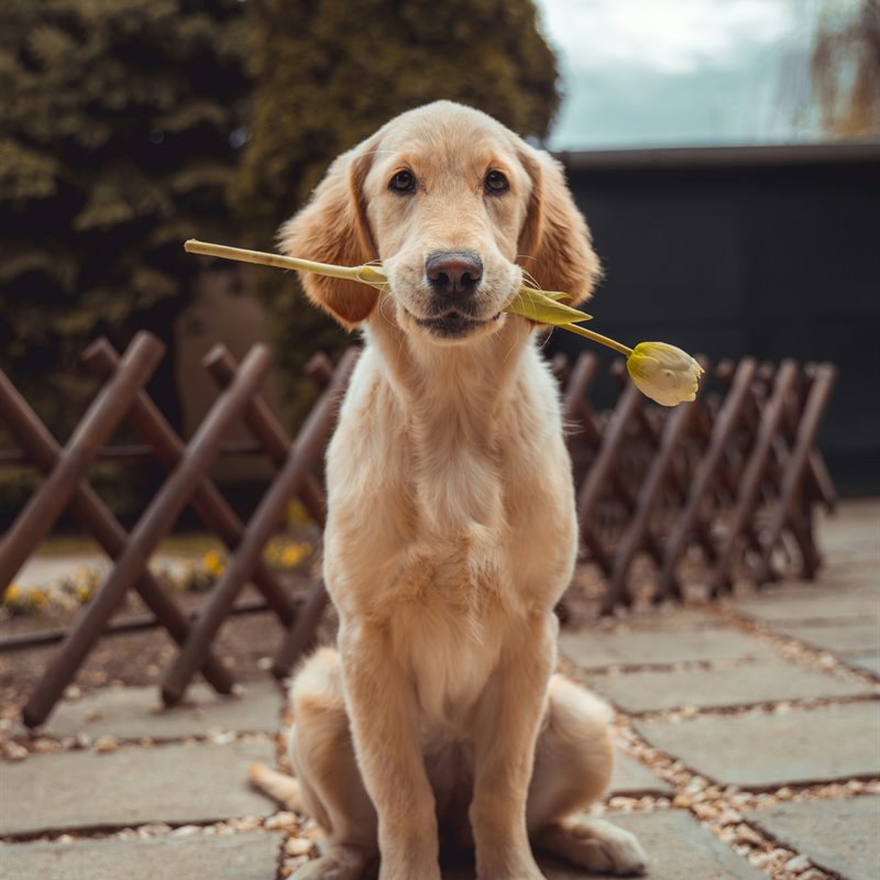 Golden Retriever